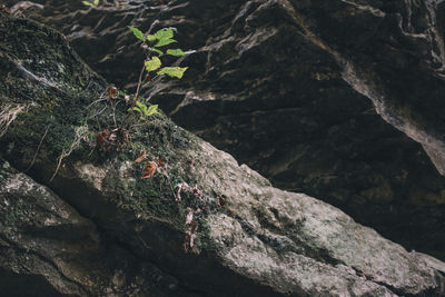 Close-up of lizard on tree trunk