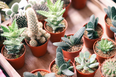 High angle view of potted plants