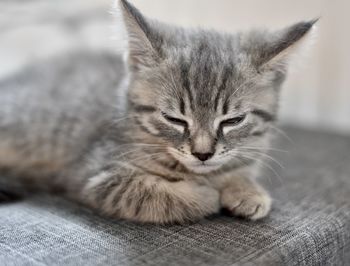 Close-up of cat resting