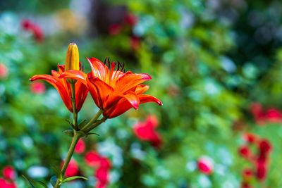 Close-up of red flower
