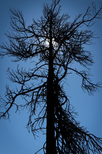 Low angle view of silhouette bare tree against clear sky