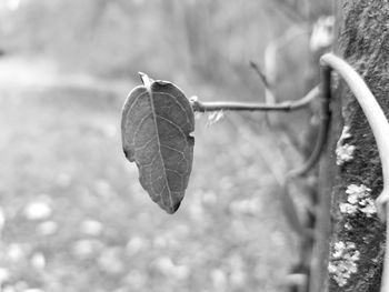 Close-up of dry leaf on tree