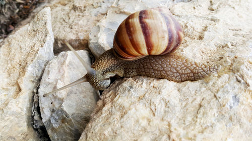 Brown long big snail round shell with stripes and with long horns...