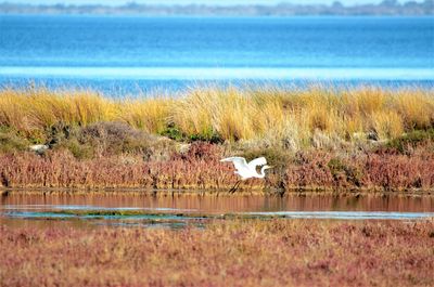 View of birds on grass by lake