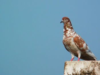 Low angle view of bird perching against clear blue sky