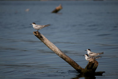 Seagulls flying over lake