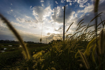 Plants growing on land against sky during sunset