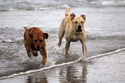 Dogs running on shore at beach