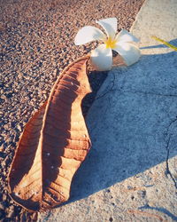 High angle view of flower on beach