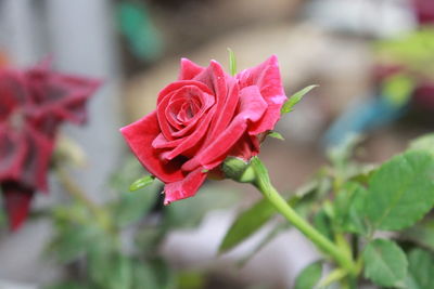 Close-up of red rose