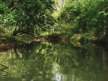 Reflection of trees in lake