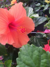 Close-up of red flower