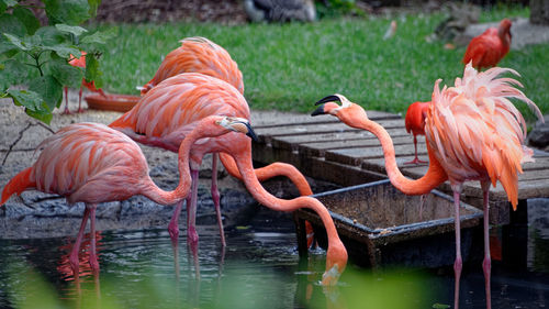 Birds in a lake