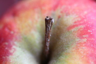 macro photography