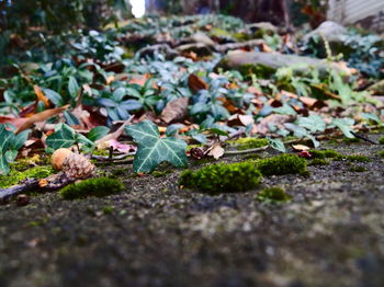 Close-up of grass