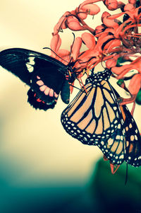 Close-up of butterfly on leaf