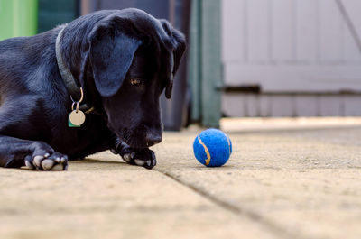 Close-up of dog with ball