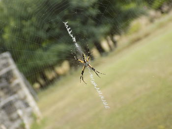 Close-up of spider on web