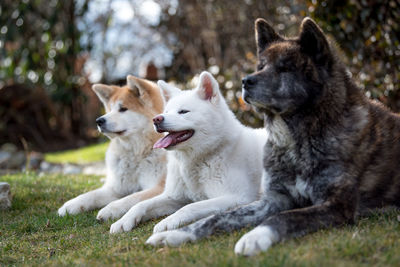 Close-up of dogs