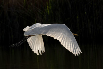 Bird flying over lake