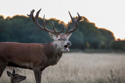 Deer standing in a field