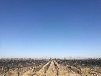 Scenic view of agricultural field against clear blue sky