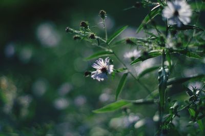 Close-up of flowers blooming outdoors