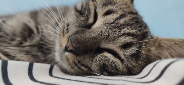 Close-up of cat sleeping