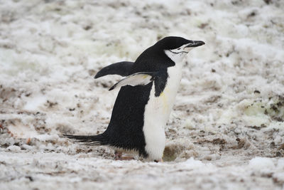 Chinstrap penguin