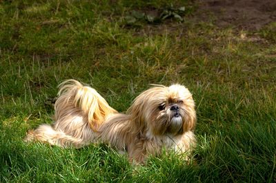 Portrait of dog relaxing on field