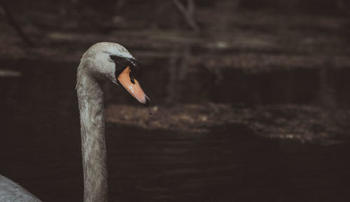 Close-up of swan in lake