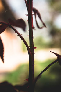 Close-up of plant on field