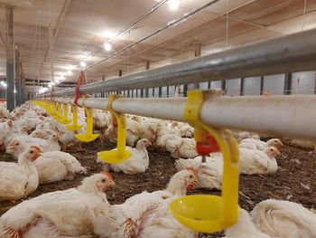 Close-up of chickens in coop with blurred background. poultry farm.