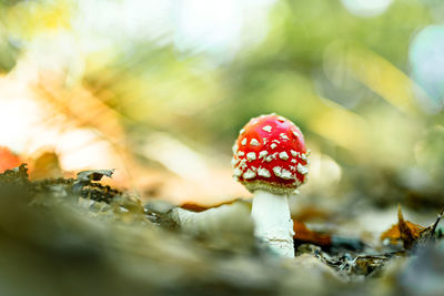 Close-up of fly agaric mushroom on field