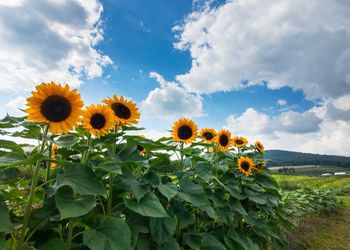 Close-up of bee on sunflower field against sky