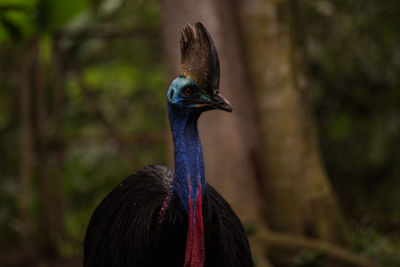 Close-up of bird in forest