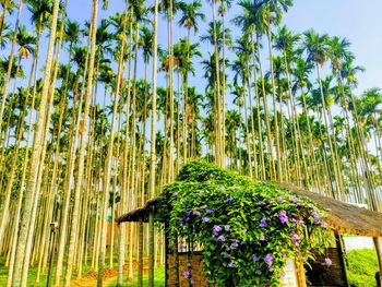 Low angle view of flowering plants against trees