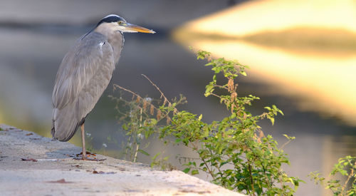 High angle view of gray heron