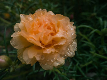 Close-up of wet flower blooming outdoors