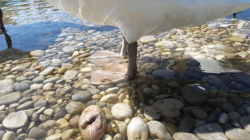 Close-up of seagull on pebbles at beach