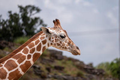 giraffe
