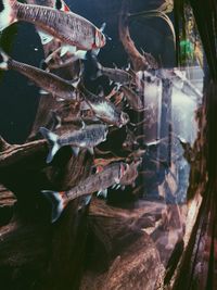 Close-up of fish swimming in aquarium