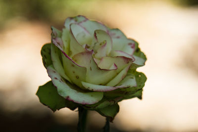 Close-up of rose bud