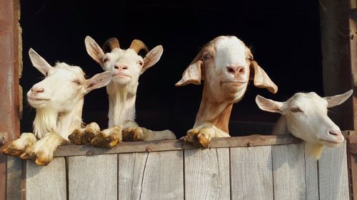 Goats leaning on wooden wall at farm