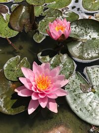 Pink lotus water lily in pond