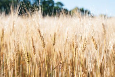 Close-up of wheat field