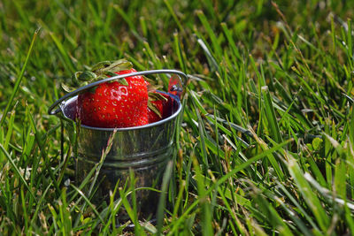 Close-up of plant growing on field