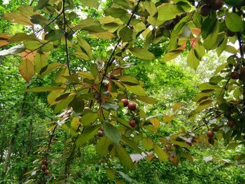 Plants growing on tree