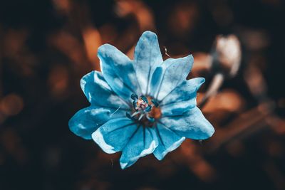 Close-up of blue flower blooming outdoors