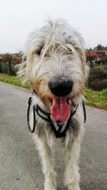 Close-up of dog against sky